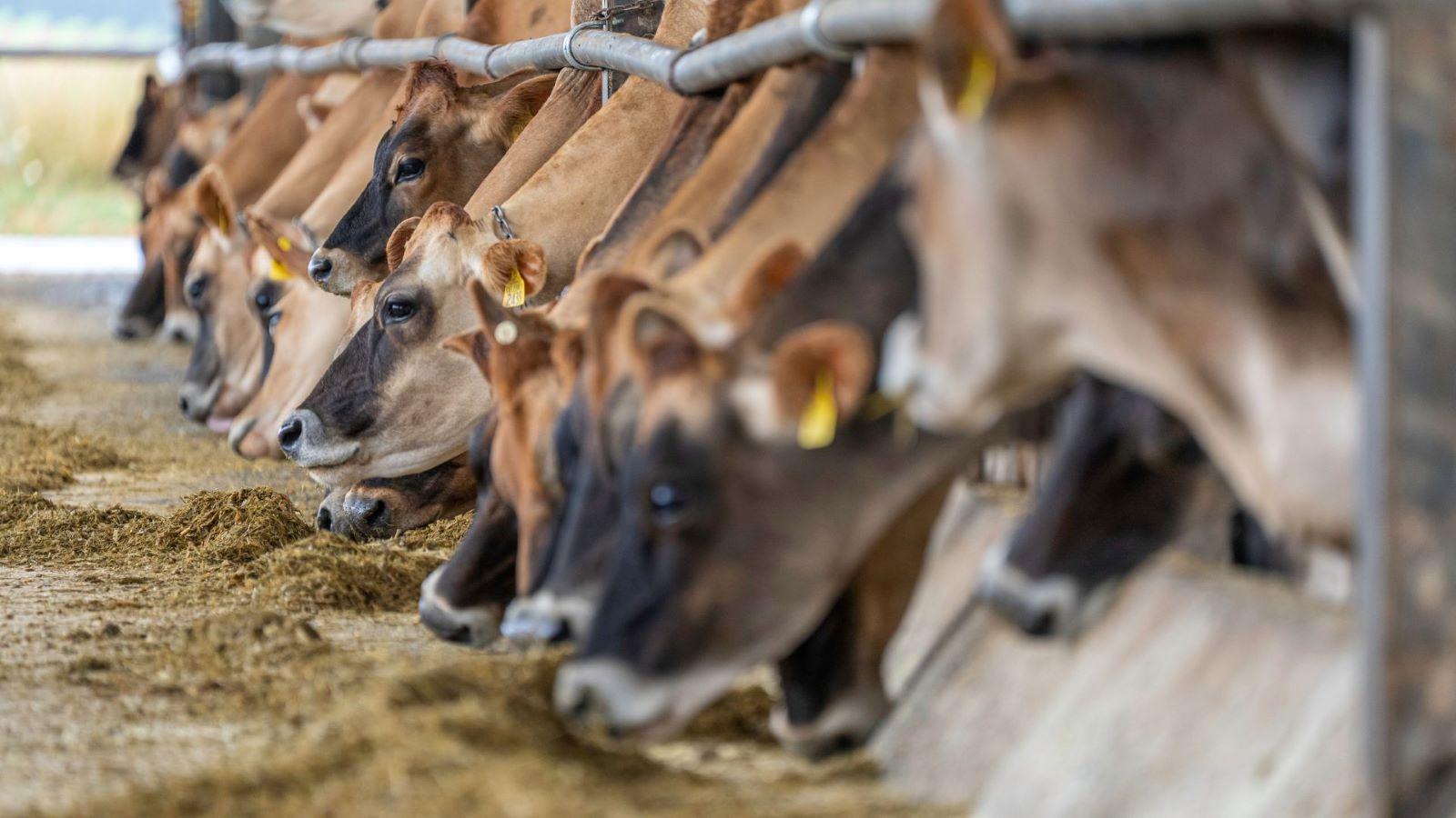 Clues From Bird Flu’s Ground Zero on Dairy Farms in the Texas Panhandle