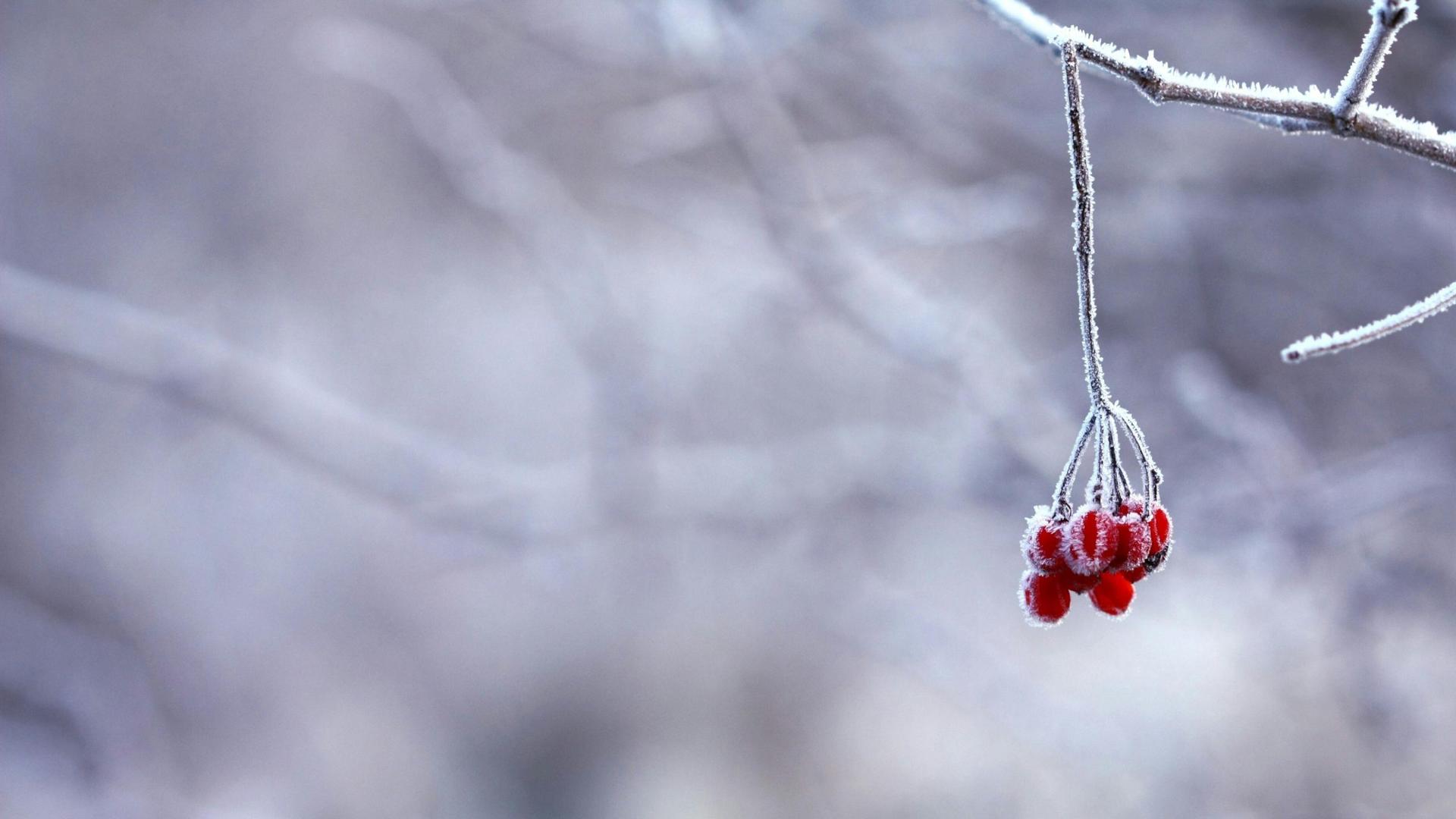 Cranberry Harvest: The Bitter Truth About The Cold