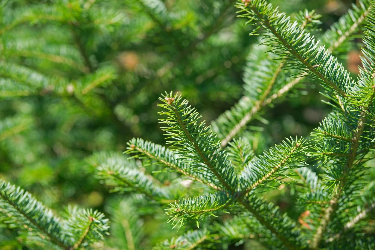 Harvest Your Holiday Tree In A Northern State Forest