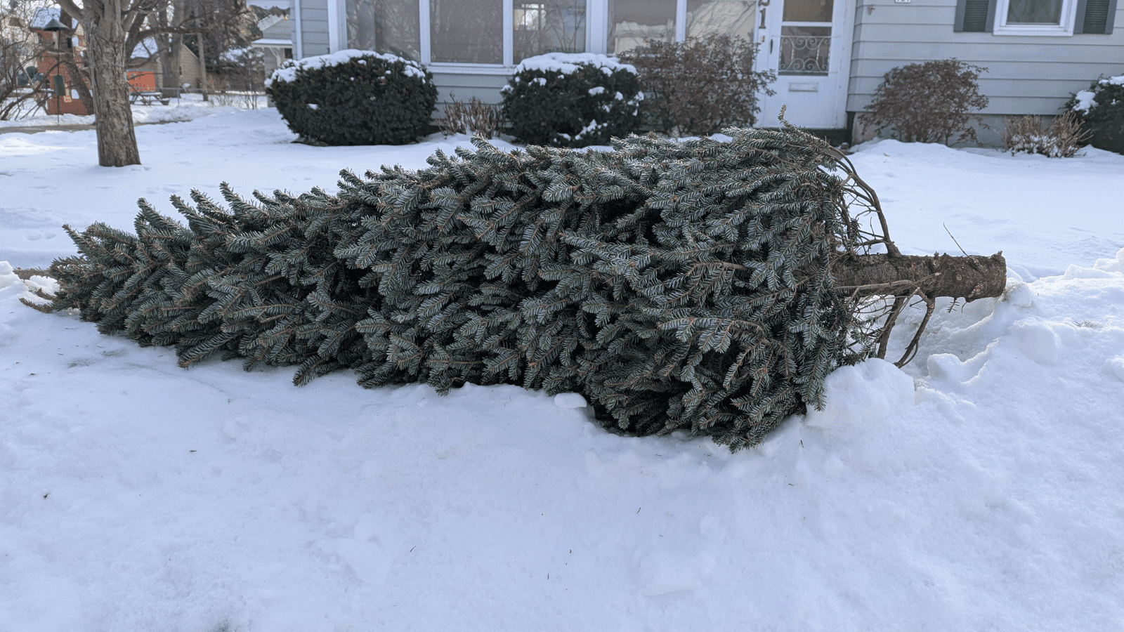 What to do with the tree now that the holidays are over?