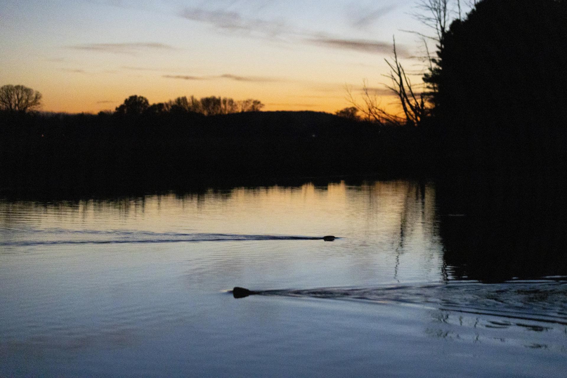 Pest or nuisance? The role of beavers in ‘Hoppers’ and the real world