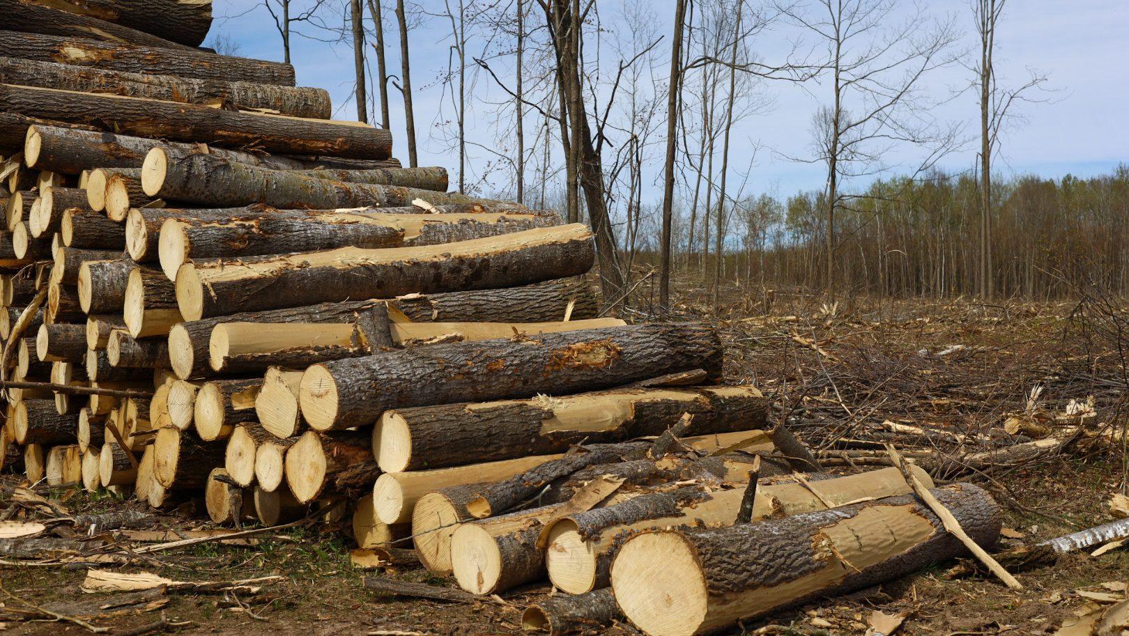 Mill closures, rising costs strain Wisconsin’s forest industry